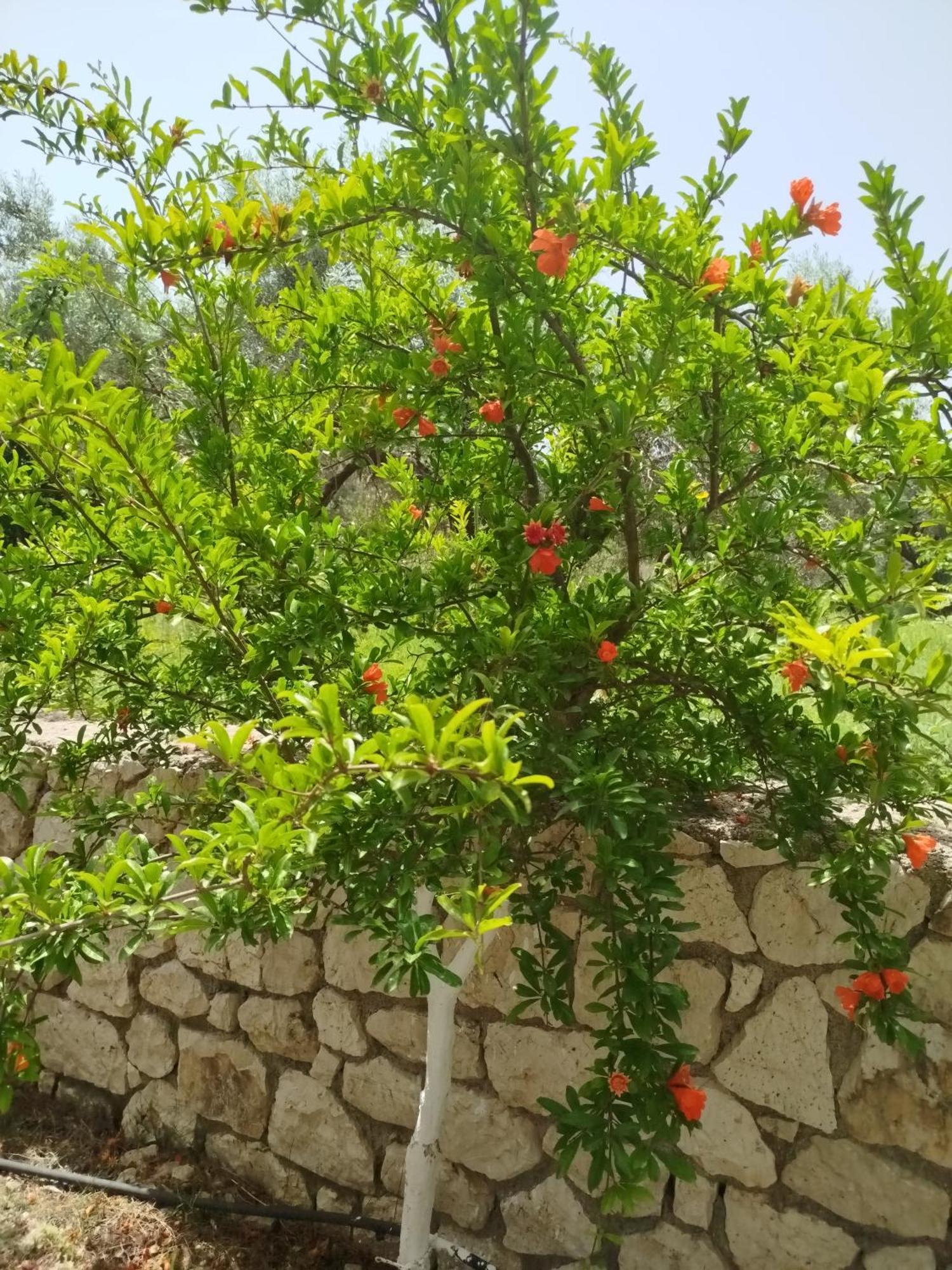 Riverside Αpartments Βασιλική Εξωτερικό φωτογραφία